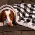 『睡眠不足』の犬が…