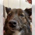 大型犬だと思った！…