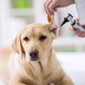 犬の耳垢、症状や原…