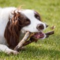 犬が何でもかじって…
