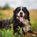 犬が『満足している…