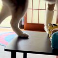 テーブルに乗った大…