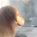 大型犬を助手席に乗…