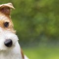 犬の耳から液体が出…