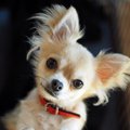 犬がかわいこぶる時…
