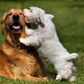 『犬にモテる犬』の…