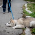 あなたの愛犬はどう…