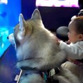 赤ちゃんと大型犬が…