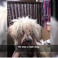 噛ませ犬だったプー…