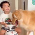 男の子が『車のおも…