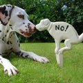 チョークで犬のフン…