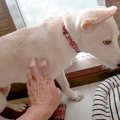 『怯えていた保護犬…