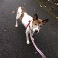 褥瘡が痛々しい老犬…