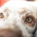 犬が目を掻く！考え…