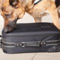 麻薬探知犬について