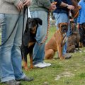 愛犬の性格に合った…