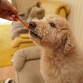 犬が肥満になる『4つ…