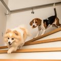 犬の足に大きな負担…