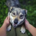 犬にも自分のペース…