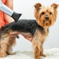 犬用ドライヤーのお…