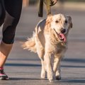 犬を心身ともに健や…