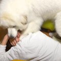 超大型犬を無視した…