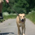 犬が亡くなる『散歩…