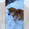 雪で喜ばない犬もい…