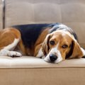 犬が『情緒不安定』…