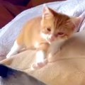 迷っていた子猫を保…