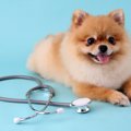 小型犬が震えてしま…