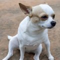 犬が『お姉さん座り…
