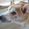 柴犬がかかりやすい…