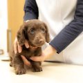 愛犬の『不安度』を…