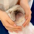 犬がマッサージで『…