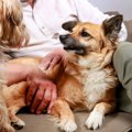 同居する犬同士の『…