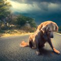 万が一も考えて…愛犬…
