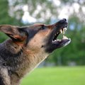 『強気な犬』が見せ…
