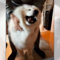 モフモフのお餅犬♡飼…