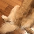 犬の尻尾のつくりや…