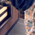 在宅勤務期間中『犬…