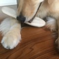 犬が噛む理由┃噛む原…