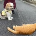 シーズーさんは猫さ…