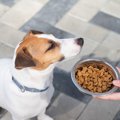 犬がみせる『お腹い…