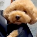 久しぶりに実家に帰…