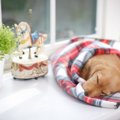 犬が「構わないで」…
