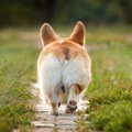 『短足な犬種』５選…