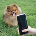愛犬を可愛く撮る方…