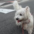 散歩中に迷子犬に出…