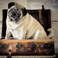 犬を飼った人にしか…